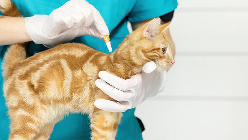 Cat Fleas Causes Prevention Treatment Purina